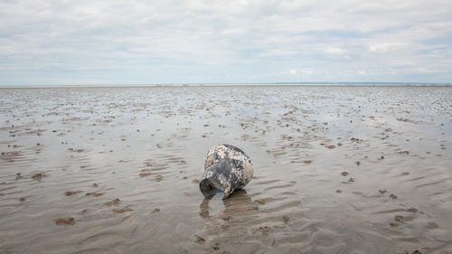 All_Alone_in_the_Watt_there_lies_an_Abandoned_Ship_thing_or_something