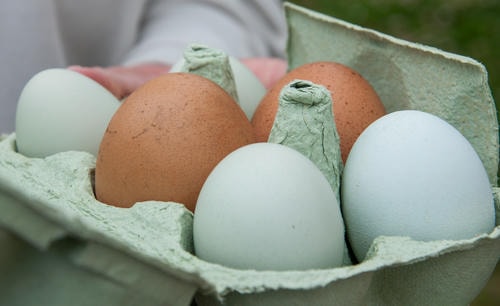 All_the_Eggs_in_one_Basket