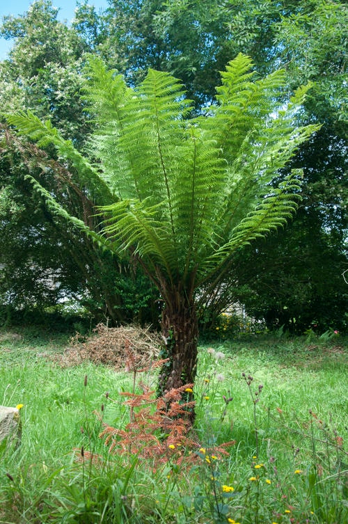 Is_it_a_Fern_Is_it_a_Palm_Tree_no_its_Both