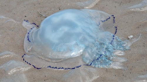 Jellyfish