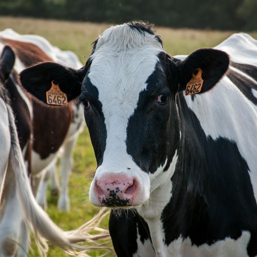 Moooooooooooo_(That_Cow_has_seens_some_things)