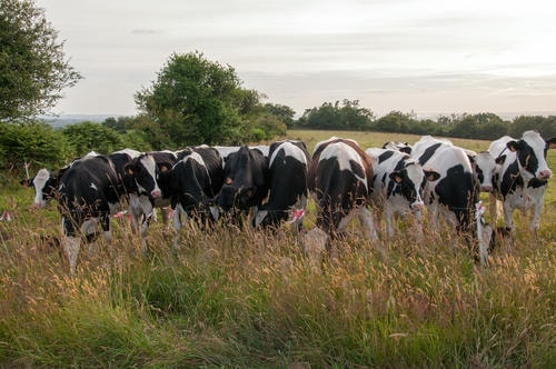 Mooooooooooooooooooo