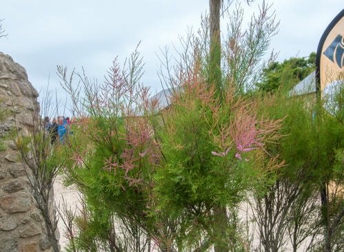 PINK_LEAVES_GRADIENT_(how_is_this_possible)