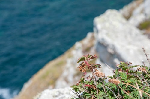 Plant_Focus_Cliff_View_Blur_idfk