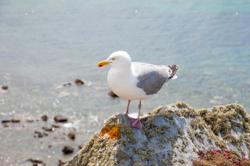 Seagull_2