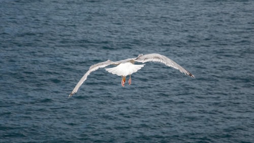 Seagull_Flying_in_Wind.png