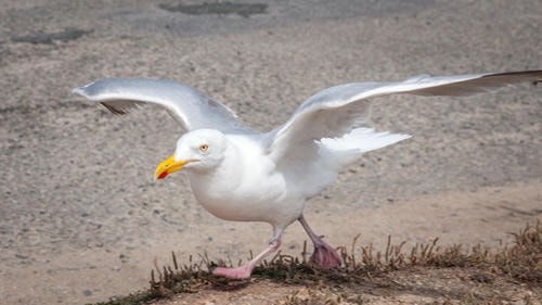 Seagull_Ready_For_Takeoff