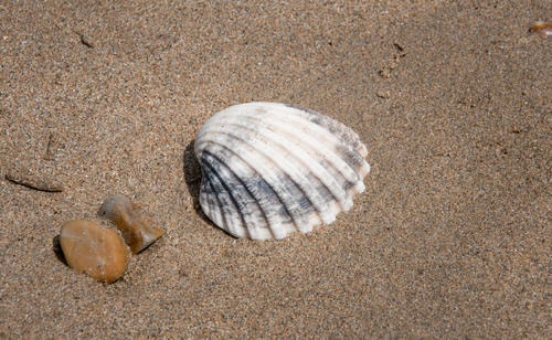 Seashell_(on_the_seashore)