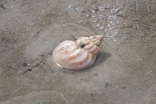 She_Sells_Seashells_(on_the_seashore)_