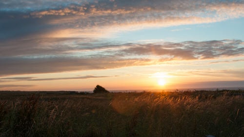 Sunset_Field