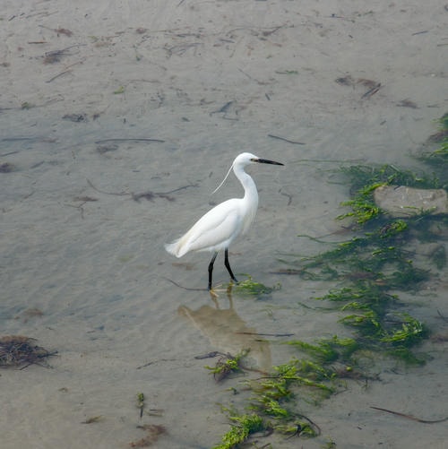 That_aint_no_Seagull