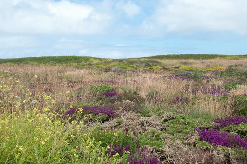 Wheat+Flowers+Shrubs+Stuff+More_Flowers_(field_thing)